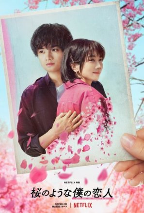 Постер к фильму Моя любимая словно цветок сакуры